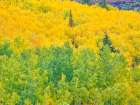 USA-Colorado-Aspen Autumn Aspens and spruce trees Art Print